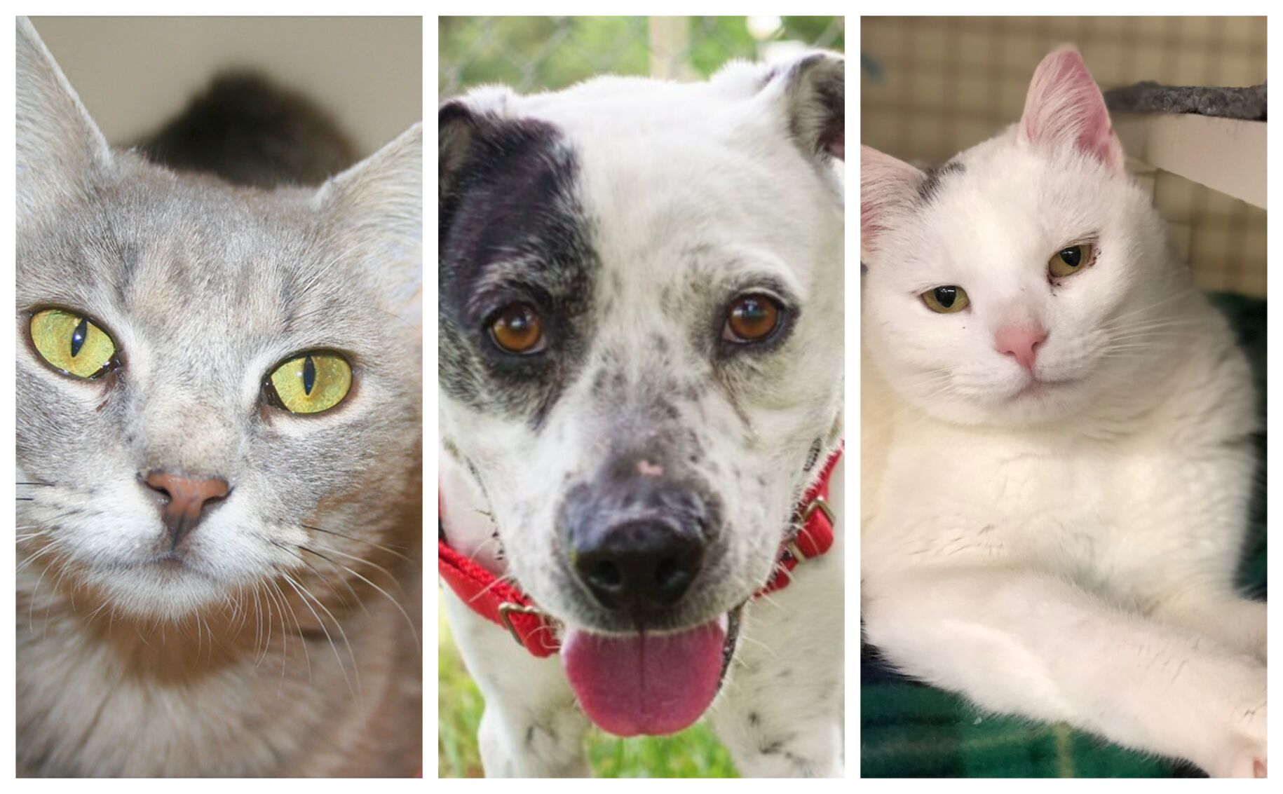 Pet Connect – August 2, 2019